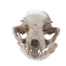 Cargar imagen en el visor de la galería, Realism Cat Skull Statue - Witch of Dusk
