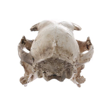 Load image into Gallery viewer, Realism Cat Skull Statue - Witch of Dusk
